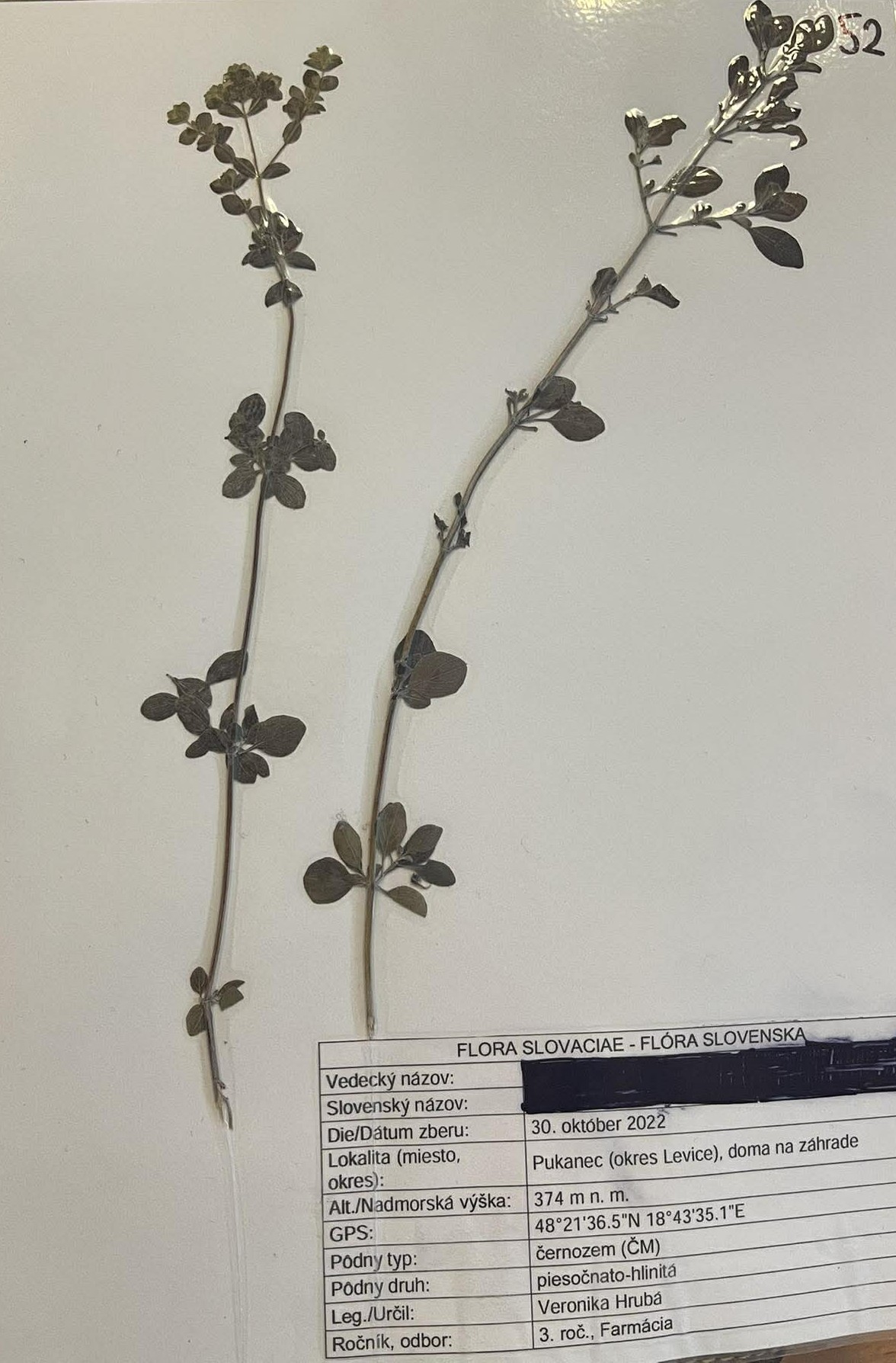 Rastlina Origanum majorana